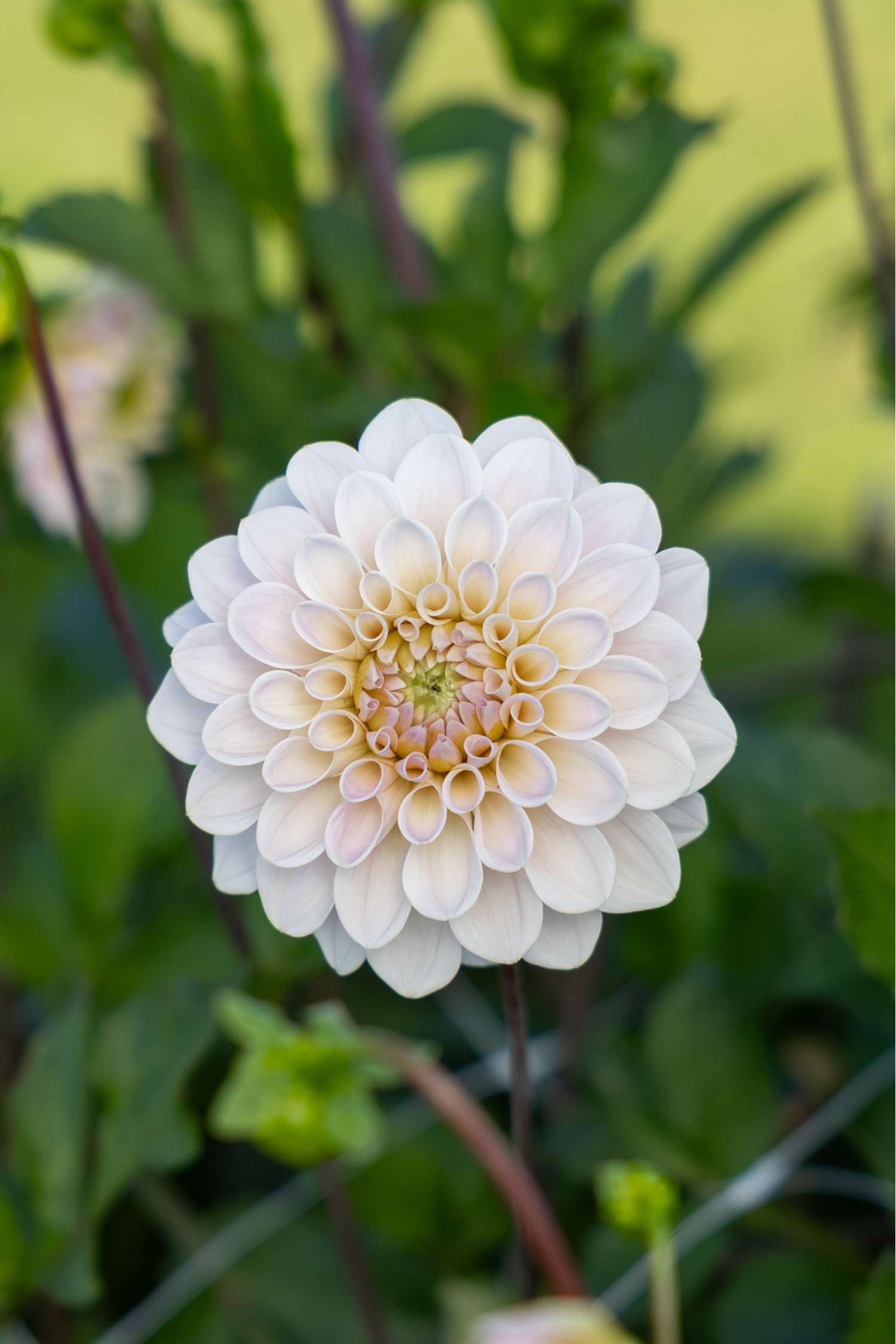 Dahlia 'Sweet Nathalie'